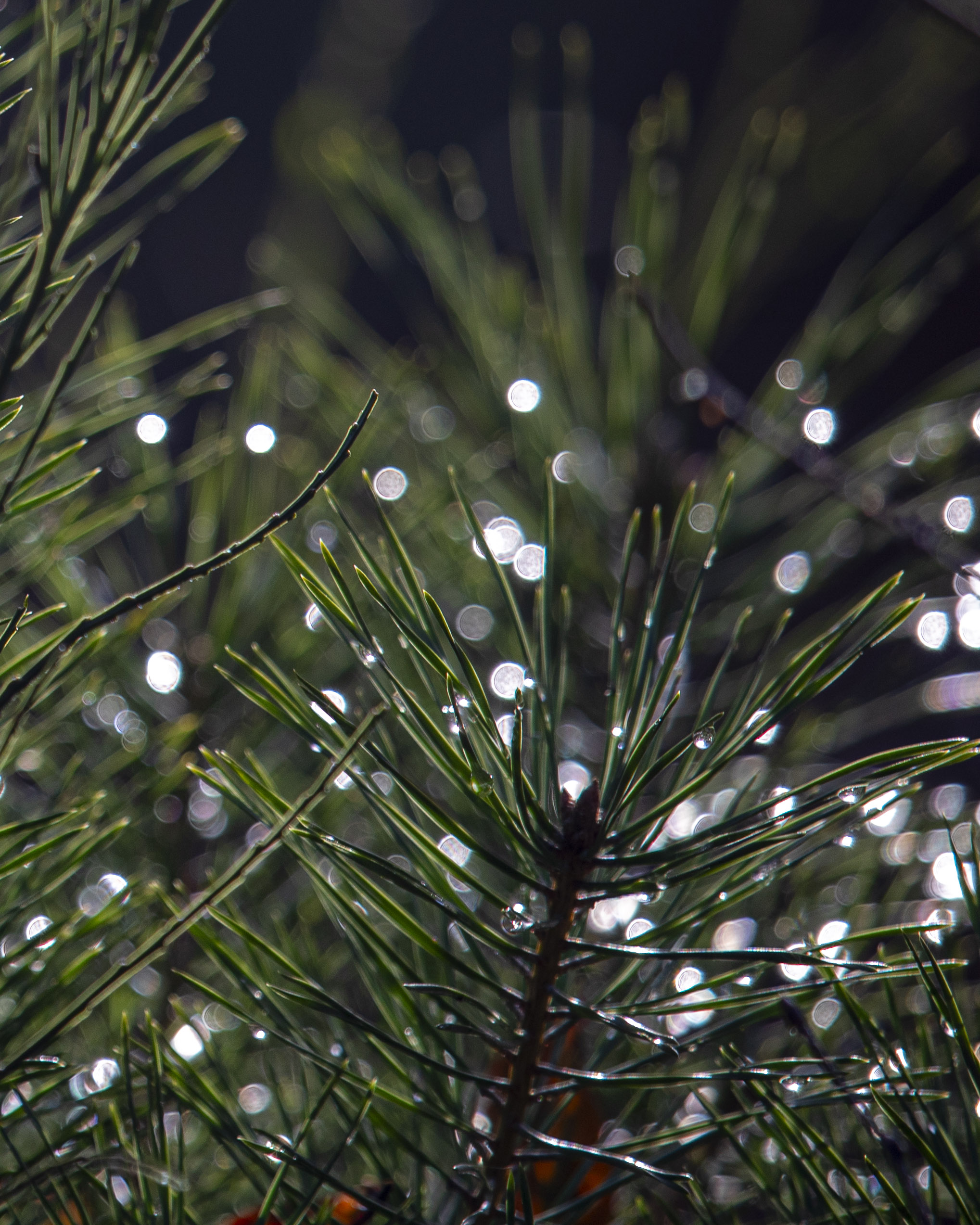 20251129123213 RD4 0868